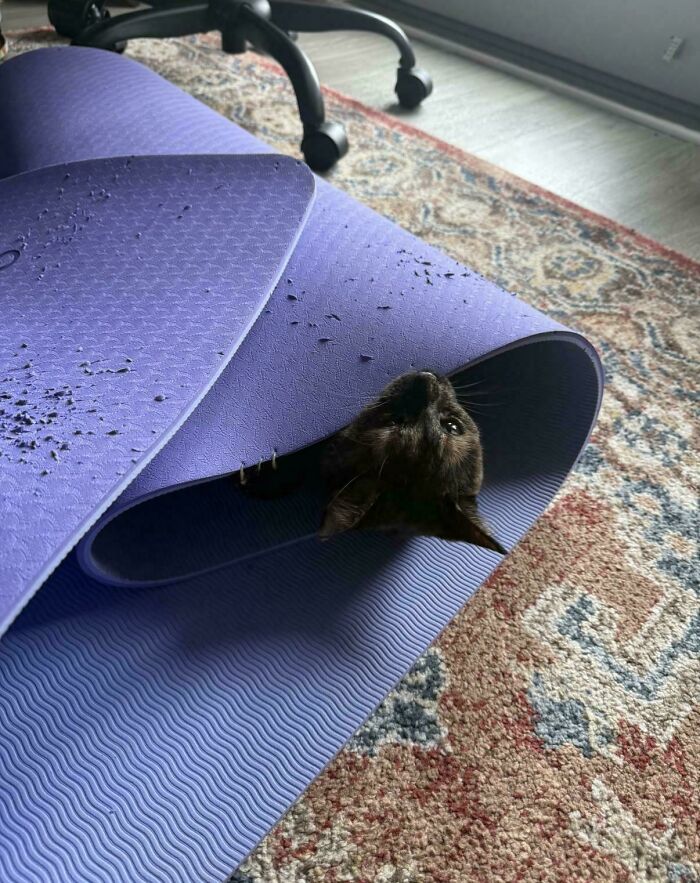 40 Moments That Made Cats Realize They Can Shred Everything Around Them And Still Be Good Kitties 40 Moments That Made Cats Realize They Can Shred Everything Around Them And Still Be Good Kitties