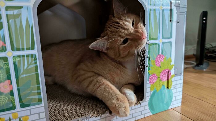 40 Moments That Made Cats Realize They Can Shred Everything Around Them And Still Be Good Kitties 40 Moments That Made Cats Realize They Can Shred Everything Around Them And Still Be Good Kitties