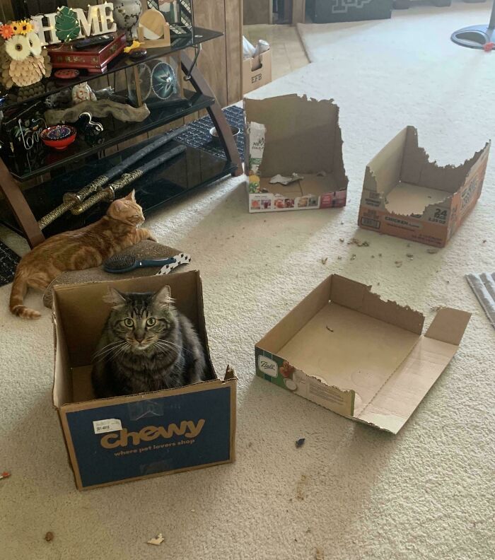 40 Moments That Made Cats Realize They Can Shred Everything Around Them And Still Be Good Kitties 40 Moments That Made Cats Realize They Can Shred Everything Around Them And Still Be Good Kitties
