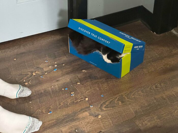 40 Moments That Made Cats Realize They Can Shred Everything Around Them And Still Be Good Kitties 40 Moments That Made Cats Realize They Can Shred Everything Around Them And Still Be Good Kitties