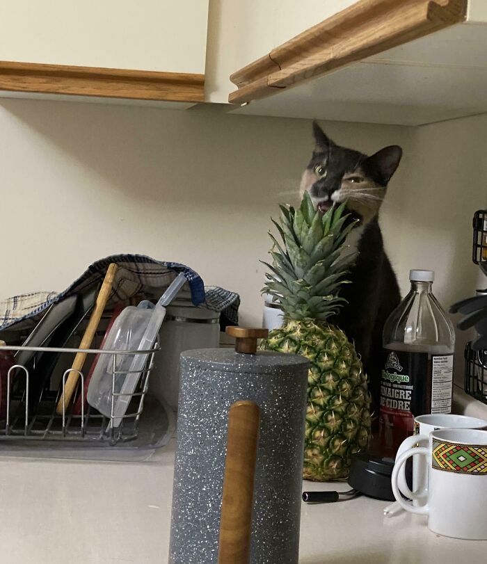 40 Moments That Made Cats Realize They Can Shred Everything Around Them And Still Be Good Kitties 40 Moments That Made Cats Realize They Can Shred Everything Around Them And Still Be Good Kitties