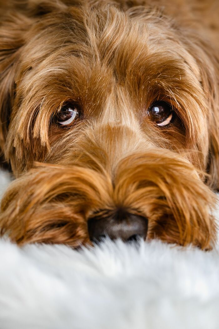 17 Weird Dog Behaviors, Explained By An Expert 17 Weird Dog Behaviors, Explained By An Expert