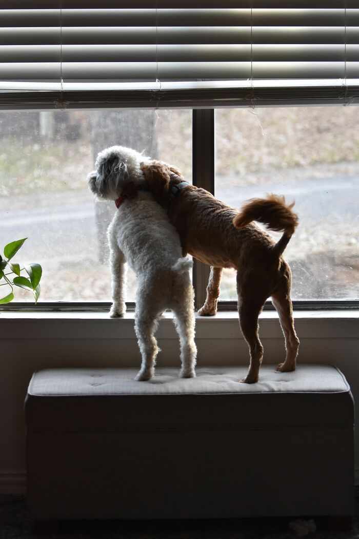 17 Weird Dog Behaviors, Explained By An Expert 17 Weird Dog Behaviors, Explained By An Expert
