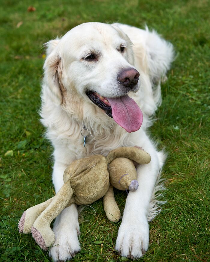 17 Weird Dog Behaviors, Explained By An Expert 17 Weird Dog Behaviors, Explained By An Expert
