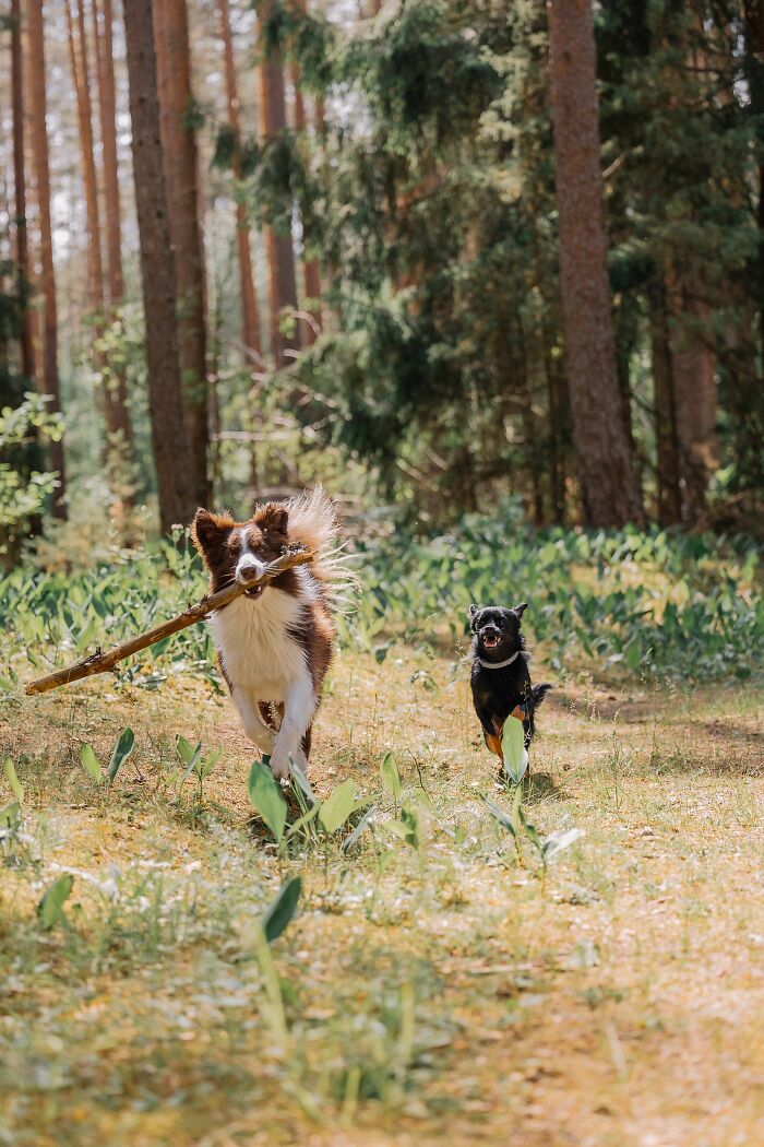 17 Weird Dog Behaviors, Explained By An Expert 17 Weird Dog Behaviors, Explained By An Expert