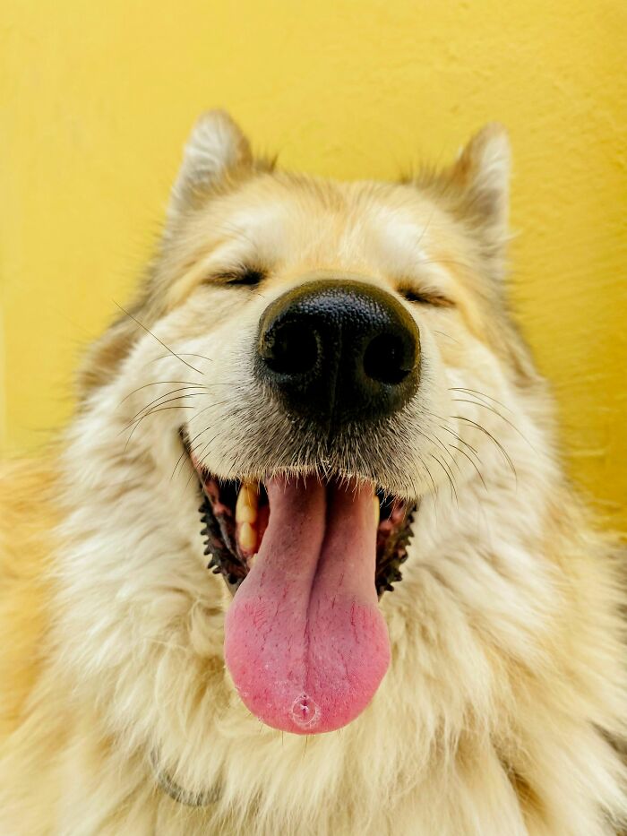 17 Weird Dog Behaviors, Explained By An Expert 17 Weird Dog Behaviors, Explained By An Expert