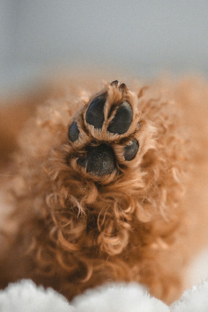 17 Weird Dog Behaviors, Explained By An Expert 17 Weird Dog Behaviors, Explained By An Expert
