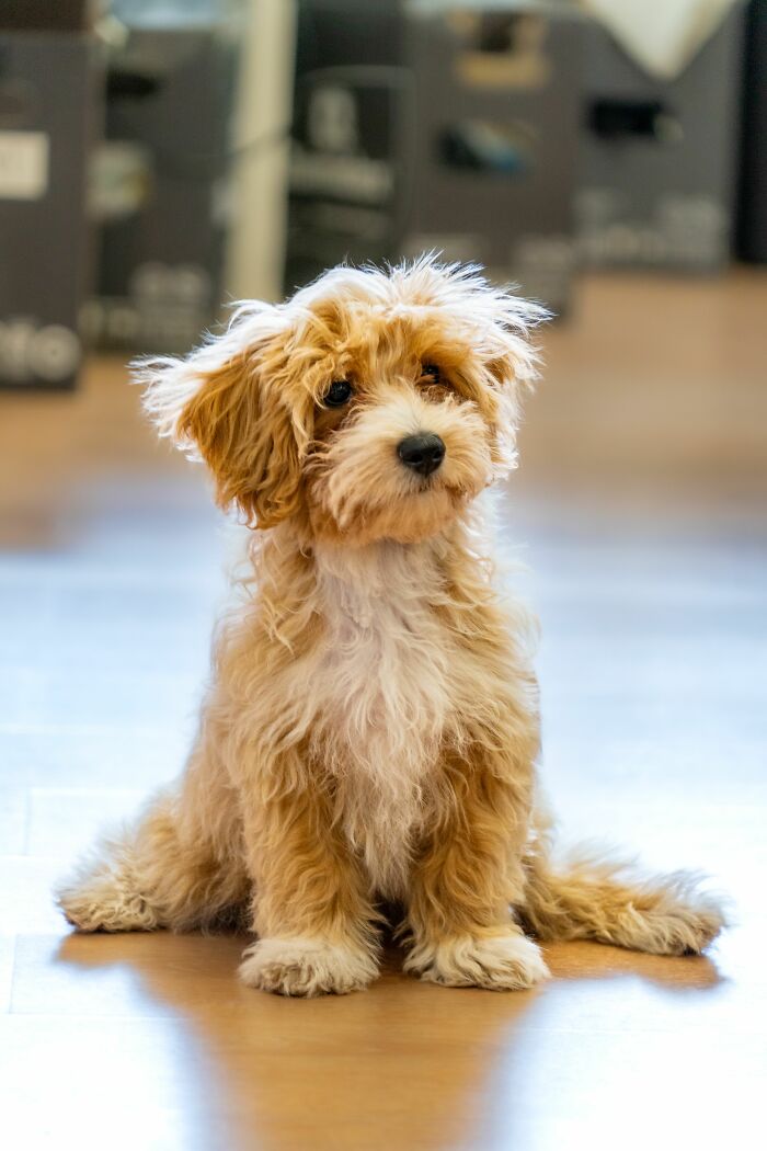 17 Weird Dog Behaviors, Explained By An Expert 17 Weird Dog Behaviors, Explained By An Expert