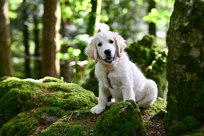 17 Weird Dog Behaviors, Explained By An Expert 17 Weird Dog Behaviors, Explained By An Expert
