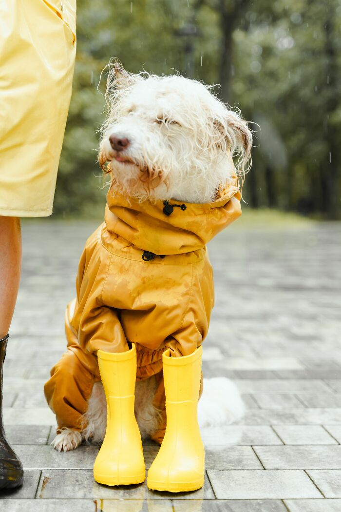 17 Weird Dog Behaviors, Explained By An Expert 17 Weird Dog Behaviors, Explained By An Expert