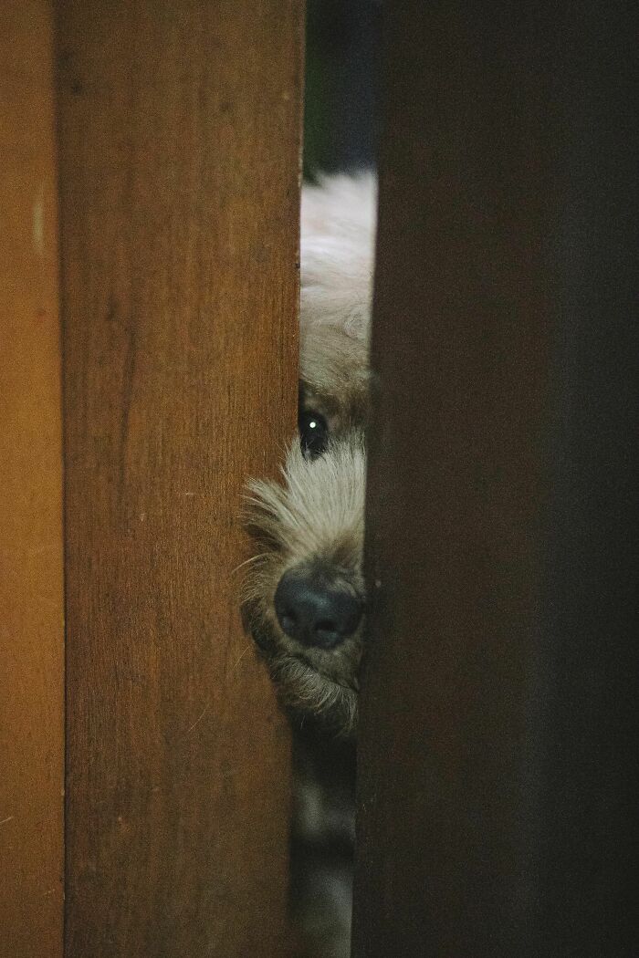 17 Weird Dog Behaviors, Explained By An Expert 17 Weird Dog Behaviors, Explained By An Expert