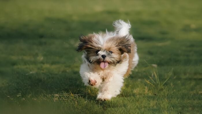 17 Weird Dog Behaviors, Explained By An Expert 17 Weird Dog Behaviors, Explained By An Expert
