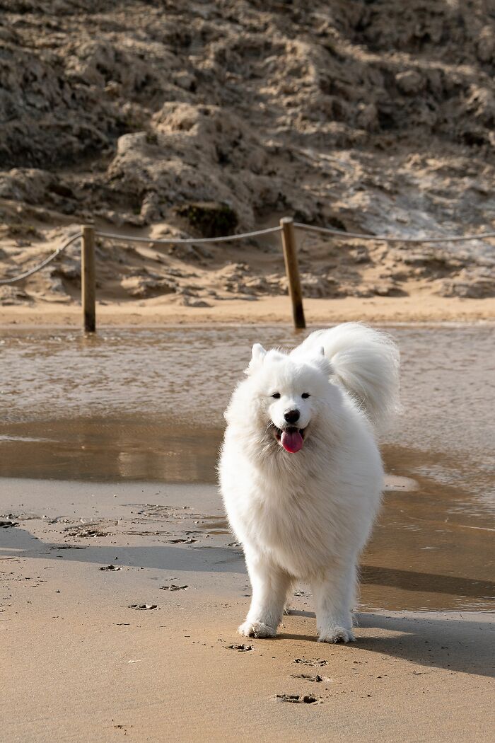 17 Weird Dog Behaviors, Explained By An Expert 17 Weird Dog Behaviors, Explained By An Expert