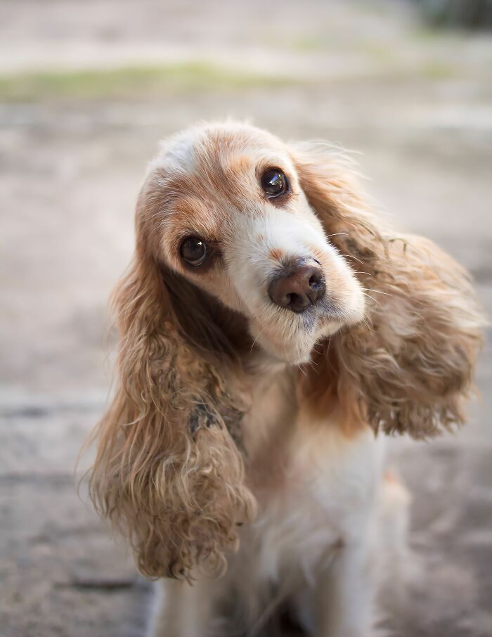 17 Weird Dog Behaviors, Explained By An Expert 17 Weird Dog Behaviors, Explained By An Expert