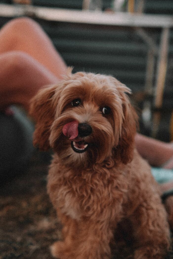 17 Weird Dog Behaviors, Explained By An Expert 17 Weird Dog Behaviors, Explained By An Expert