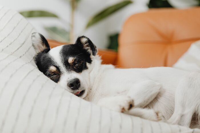 17 Weird Dog Behaviors, Explained By An Expert 17 Weird Dog Behaviors, Explained By An Expert