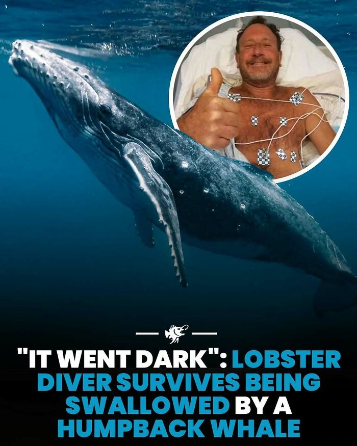 “He Was Inside The Mouth Of A Humpback Whale”: 79 Strange And Fascinating Facts About The Deep Dark Ocean (New Pics) “He Was Inside The Mouth Of A Humpback Whale”: 79 Strange And Fascinating Facts About The Deep Dark Ocean (New Pics)