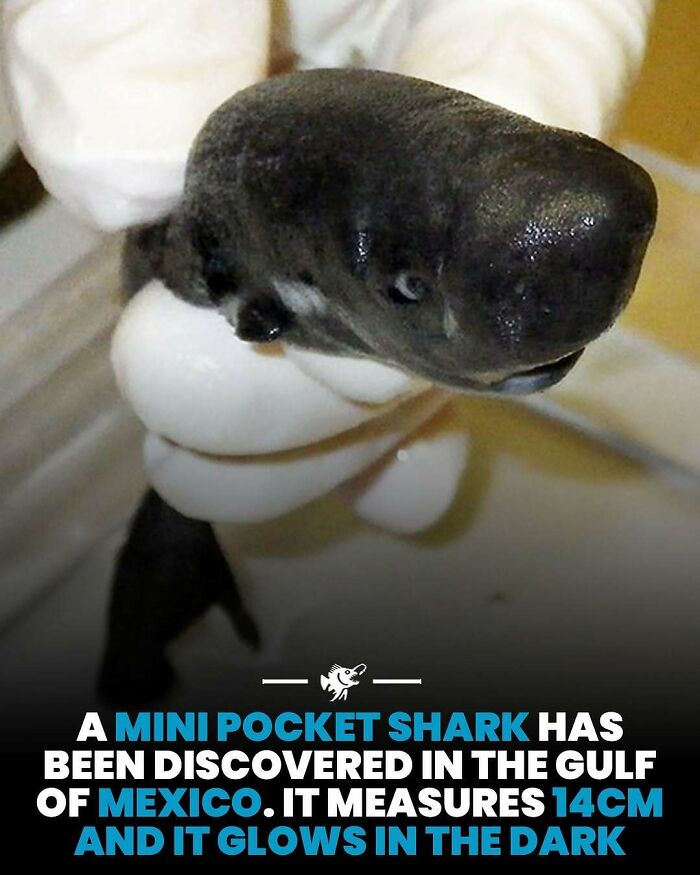 “He Was Inside The Mouth Of A Humpback Whale”: 79 Strange And Fascinating Facts About The Deep Dark Ocean (New Pics) “He Was Inside The Mouth Of A Humpback Whale”: 79 Strange And Fascinating Facts About The Deep Dark Ocean (New Pics)
