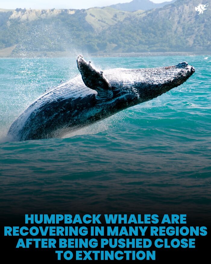 “He Was Inside The Mouth Of A Humpback Whale”: 79 Strange And Fascinating Facts About The Deep Dark Ocean (New Pics) “He Was Inside The Mouth Of A Humpback Whale”: 79 Strange And Fascinating Facts About The Deep Dark Ocean (New Pics)