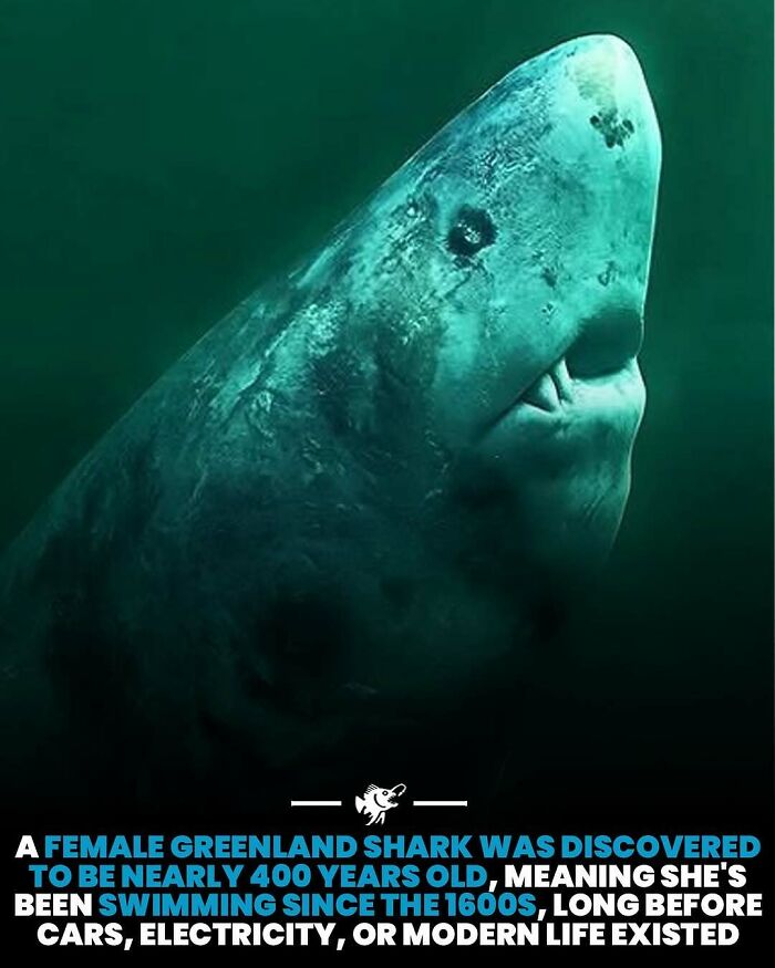 “He Was Inside The Mouth Of A Humpback Whale”: 79 Strange And Fascinating Facts About The Deep Dark Ocean (New Pics) “He Was Inside The Mouth Of A Humpback Whale”: 79 Strange And Fascinating Facts About The Deep Dark Ocean (New Pics)