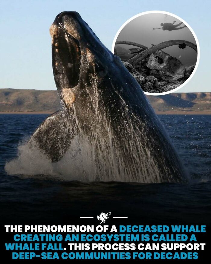 “He Was Inside The Mouth Of A Humpback Whale”: 79 Strange And Fascinating Facts About The Deep Dark Ocean (New Pics) “He Was Inside The Mouth Of A Humpback Whale”: 79 Strange And Fascinating Facts About The Deep Dark Ocean (New Pics)