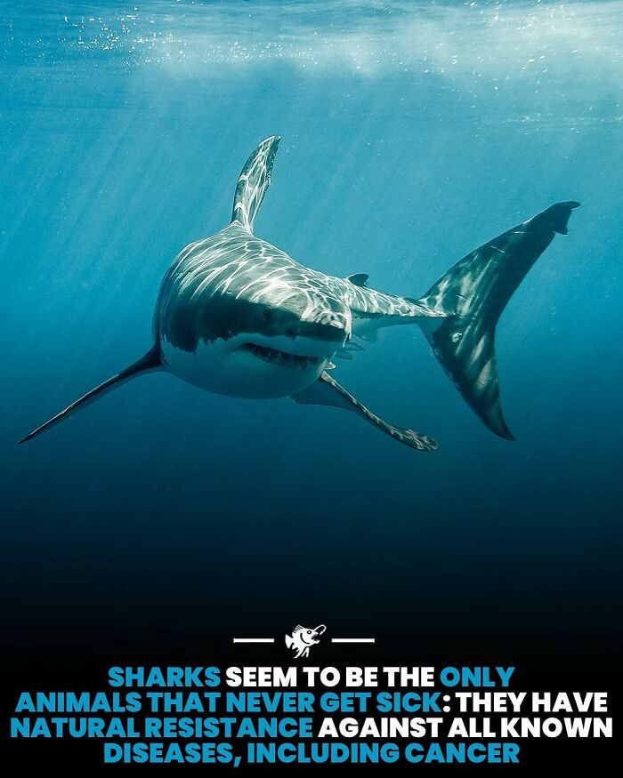 “He Was Inside The Mouth Of A Humpback Whale”: 79 Strange And Fascinating Facts About The Deep Dark Ocean (New Pics) “He Was Inside The Mouth Of A Humpback Whale”: 79 Strange And Fascinating Facts About The Deep Dark Ocean (New Pics)