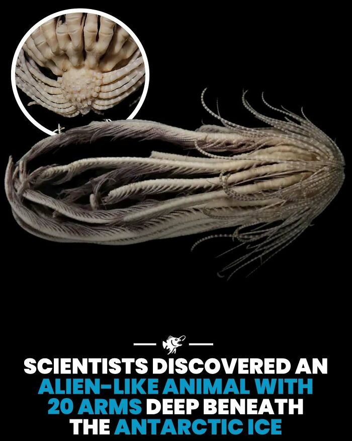 “He Was Inside The Mouth Of A Humpback Whale”: 79 Strange And Fascinating Facts About The Deep Dark Ocean (New Pics) “He Was Inside The Mouth Of A Humpback Whale”: 79 Strange And Fascinating Facts About The Deep Dark Ocean (New Pics)