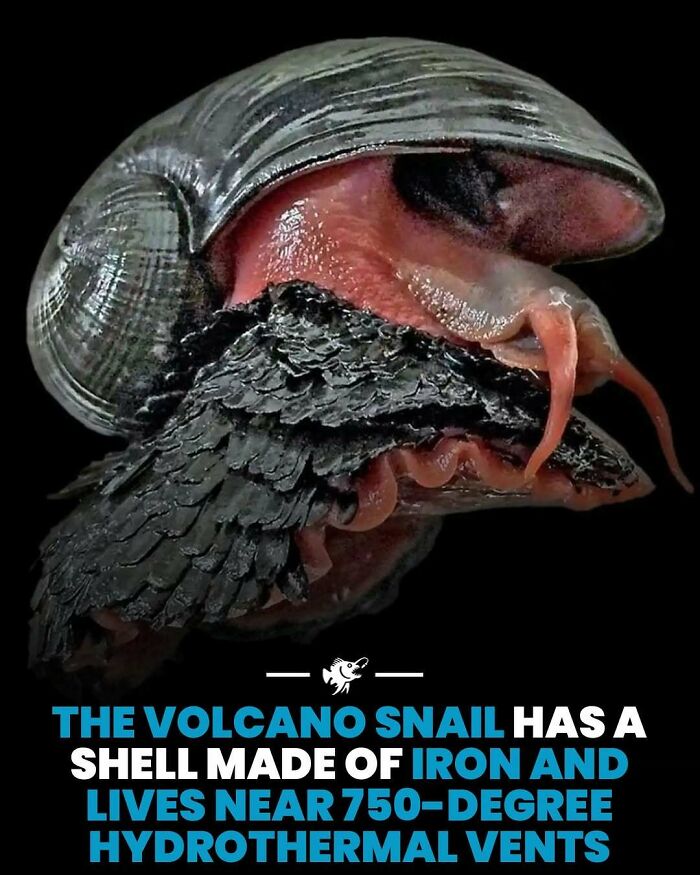 “He Was Inside The Mouth Of A Humpback Whale”: 79 Strange And Fascinating Facts About The Deep Dark Ocean (New Pics) “He Was Inside The Mouth Of A Humpback Whale”: 79 Strange And Fascinating Facts About The Deep Dark Ocean (New Pics)