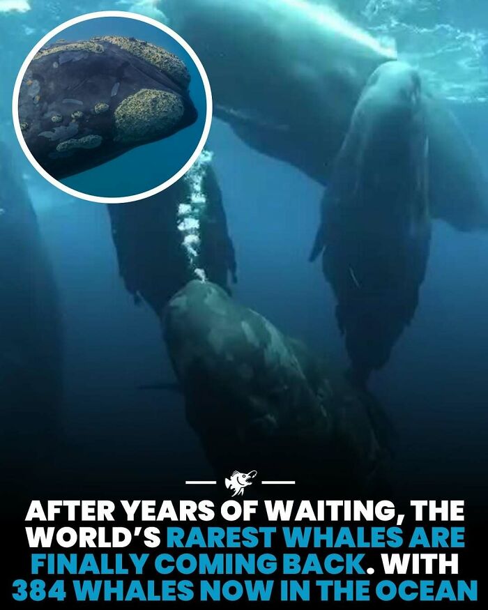 “He Was Inside The Mouth Of A Humpback Whale”: 79 Strange And Fascinating Facts About The Deep Dark Ocean (New Pics) “He Was Inside The Mouth Of A Humpback Whale”: 79 Strange And Fascinating Facts About The Deep Dark Ocean (New Pics)