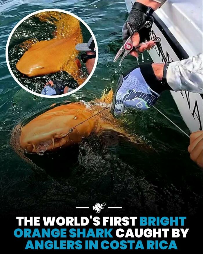 “He Was Inside The Mouth Of A Humpback Whale”: 79 Strange And Fascinating Facts About The Deep Dark Ocean (New Pics) “He Was Inside The Mouth Of A Humpback Whale”: 79 Strange And Fascinating Facts About The Deep Dark Ocean (New Pics)