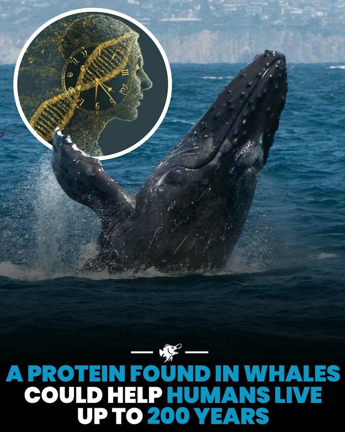 “He Was Inside The Mouth Of A Humpback Whale”: 79 Strange And Fascinating Facts About The Deep Dark Ocean (New Pics) “He Was Inside The Mouth Of A Humpback Whale”: 79 Strange And Fascinating Facts About The Deep Dark Ocean (New Pics)