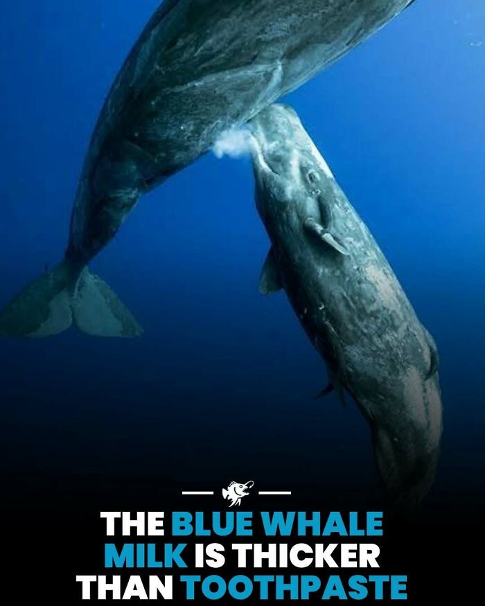 “He Was Inside The Mouth Of A Humpback Whale”: 79 Strange And Fascinating Facts About The Deep Dark Ocean (New Pics) “He Was Inside The Mouth Of A Humpback Whale”: 79 Strange And Fascinating Facts About The Deep Dark Ocean (New Pics)