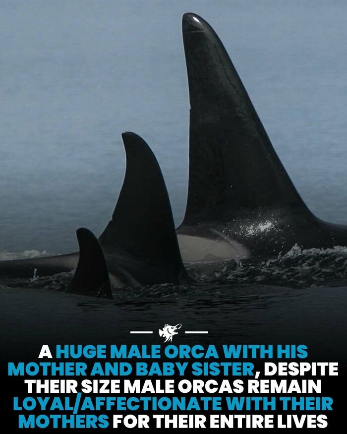 “He Was Inside The Mouth Of A Humpback Whale”: 79 Strange And Fascinating Facts About The Deep Dark Ocean (New Pics) “He Was Inside The Mouth Of A Humpback Whale”: 79 Strange And Fascinating Facts About The Deep Dark Ocean (New Pics)