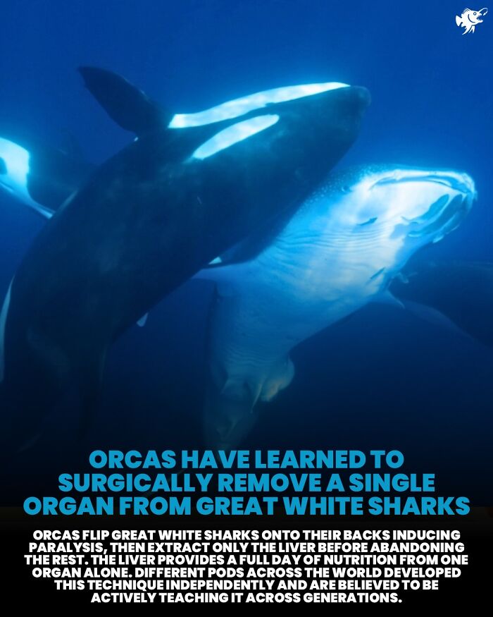 “He Was Inside The Mouth Of A Humpback Whale”: 79 Strange And Fascinating Facts About The Deep Dark Ocean (New Pics) “He Was Inside The Mouth Of A Humpback Whale”: 79 Strange And Fascinating Facts About The Deep Dark Ocean (New Pics)