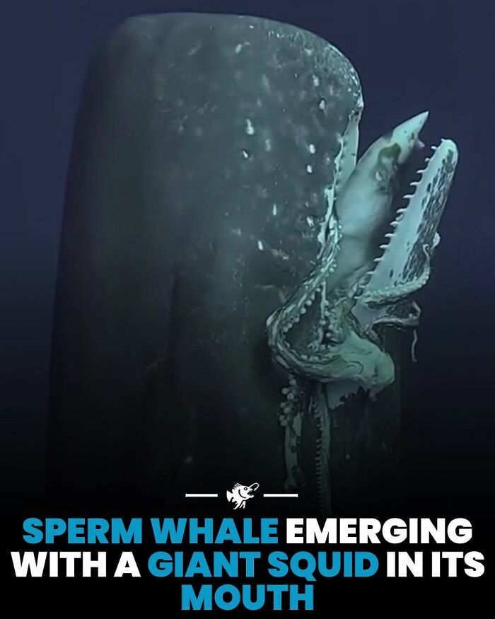 “He Was Inside The Mouth Of A Humpback Whale”: 79 Strange And Fascinating Facts About The Deep Dark Ocean (New Pics) “He Was Inside The Mouth Of A Humpback Whale”: 79 Strange And Fascinating Facts About The Deep Dark Ocean (New Pics)