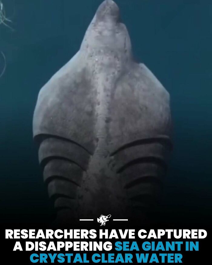 “He Was Inside The Mouth Of A Humpback Whale”: 79 Strange And Fascinating Facts About The Deep Dark Ocean (New Pics) “He Was Inside The Mouth Of A Humpback Whale”: 79 Strange And Fascinating Facts About The Deep Dark Ocean (New Pics)