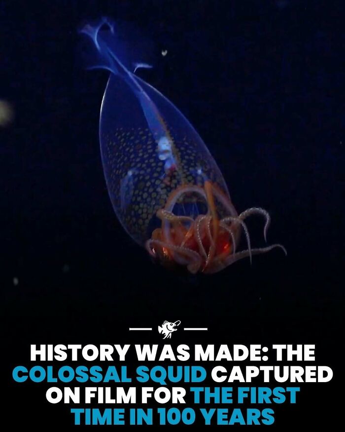 “He Was Inside The Mouth Of A Humpback Whale”: 79 Strange And Fascinating Facts About The Deep Dark Ocean (New Pics) “He Was Inside The Mouth Of A Humpback Whale”: 79 Strange And Fascinating Facts About The Deep Dark Ocean (New Pics)