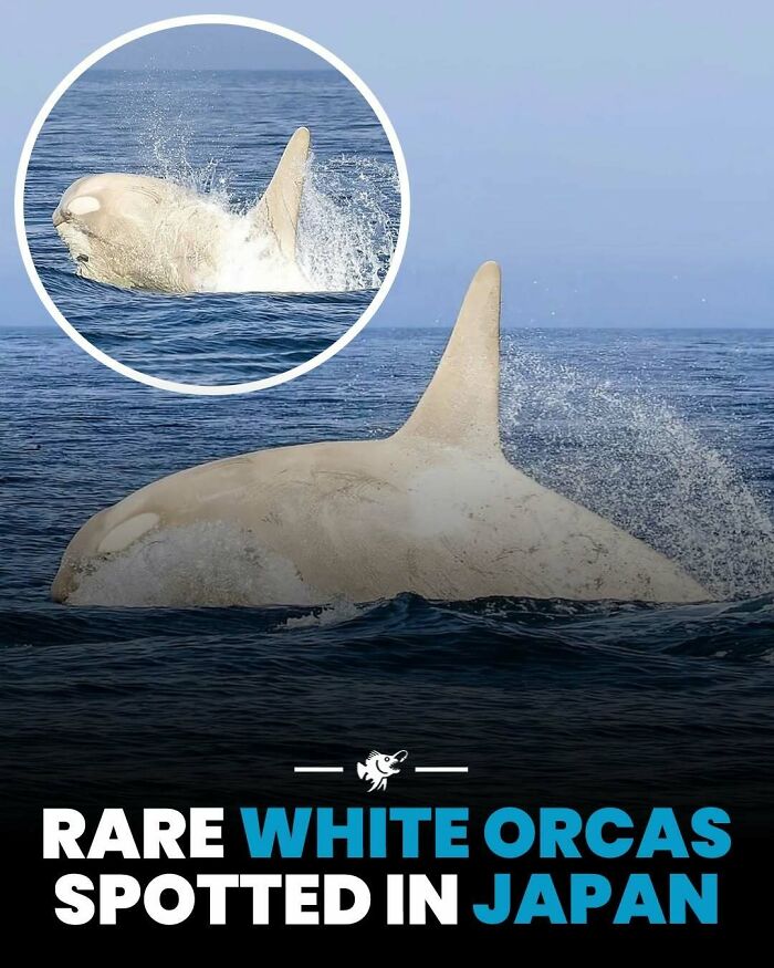 “He Was Inside The Mouth Of A Humpback Whale”: 79 Strange And Fascinating Facts About The Deep Dark Ocean (New Pics) “He Was Inside The Mouth Of A Humpback Whale”: 79 Strange And Fascinating Facts About The Deep Dark Ocean (New Pics)