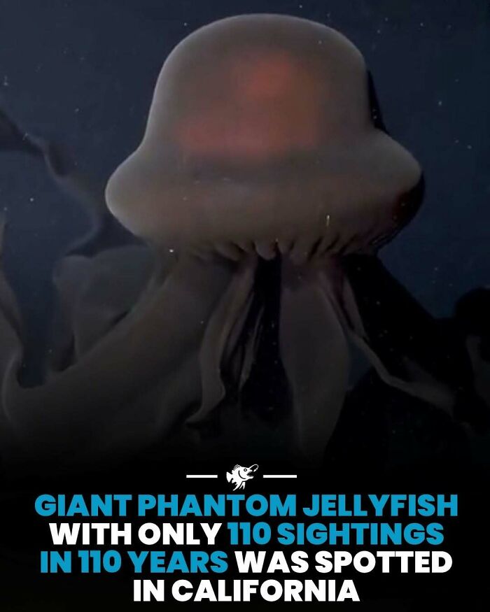 “He Was Inside The Mouth Of A Humpback Whale”: 79 Strange And Fascinating Facts About The Deep Dark Ocean (New Pics) “He Was Inside The Mouth Of A Humpback Whale”: 79 Strange And Fascinating Facts About The Deep Dark Ocean (New Pics)