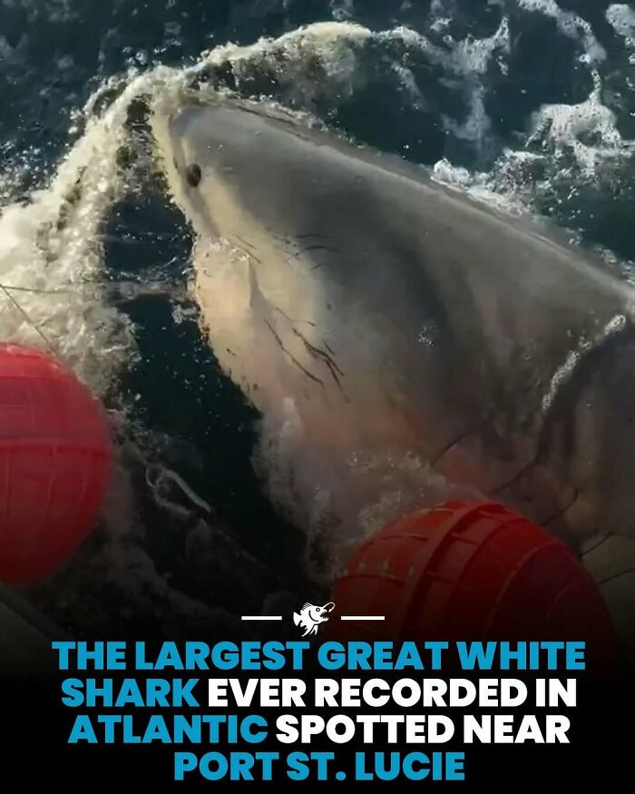 “He Was Inside The Mouth Of A Humpback Whale”: 79 Strange And Fascinating Facts About The Deep Dark Ocean (New Pics) “He Was Inside The Mouth Of A Humpback Whale”: 79 Strange And Fascinating Facts About The Deep Dark Ocean (New Pics)