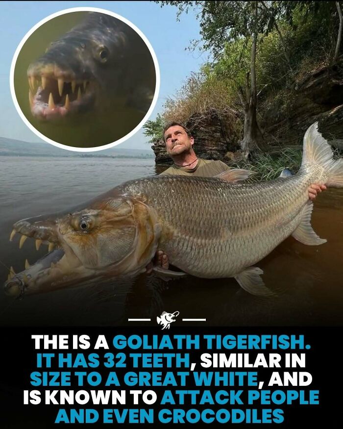 “He Was Inside The Mouth Of A Humpback Whale”: 79 Strange And Fascinating Facts About The Deep Dark Ocean (New Pics) “He Was Inside The Mouth Of A Humpback Whale”: 79 Strange And Fascinating Facts About The Deep Dark Ocean (New Pics)
