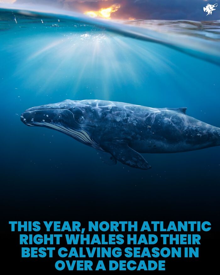 “He Was Inside The Mouth Of A Humpback Whale”: 79 Strange And Fascinating Facts About The Deep Dark Ocean (New Pics) “He Was Inside The Mouth Of A Humpback Whale”: 79 Strange And Fascinating Facts About The Deep Dark Ocean (New Pics)