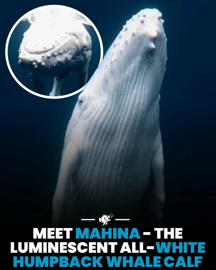“He Was Inside The Mouth Of A Humpback Whale”: 79 Strange And Fascinating Facts About The Deep Dark Ocean (New Pics) “He Was Inside The Mouth Of A Humpback Whale”: 79 Strange And Fascinating Facts About The Deep Dark Ocean (New Pics)