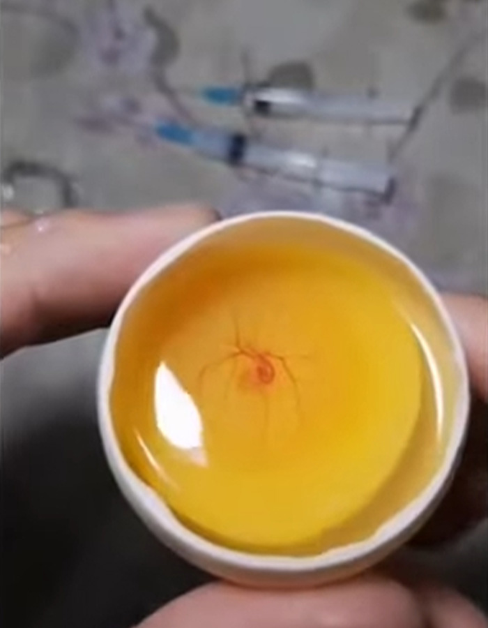 “Quite Horrifying”: Man Successfully Grows A Chicken In An Open Egg And Gets It On Video “Quite Horrifying”: Man Successfully Grows A Chicken In An Open Egg And Gets It On Video