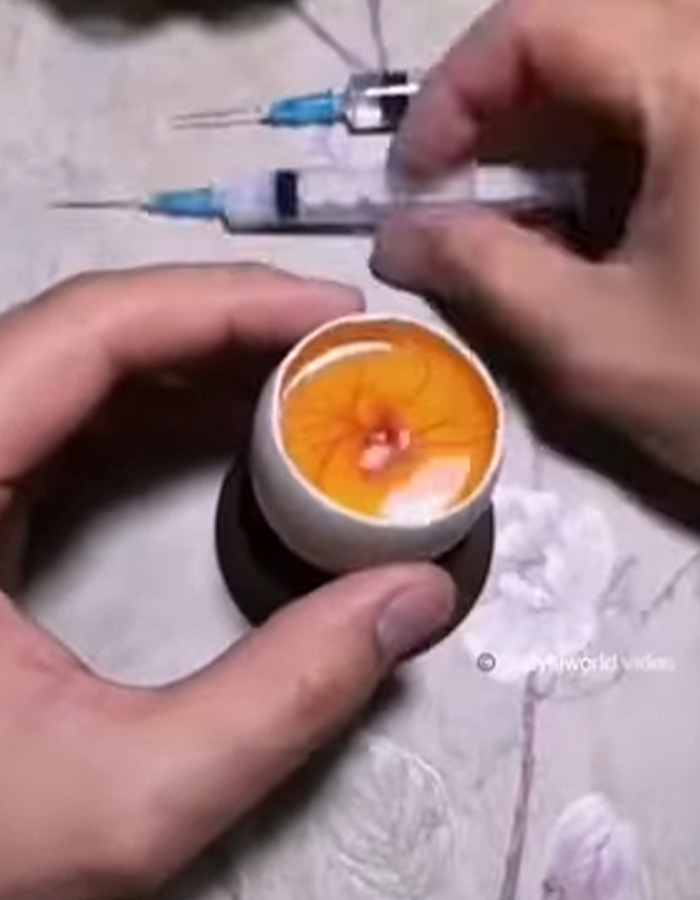 “Quite Horrifying”: Man Successfully Grows A Chicken In An Open Egg And Gets It On Video “Quite Horrifying”: Man Successfully Grows A Chicken In An Open Egg And Gets It On Video