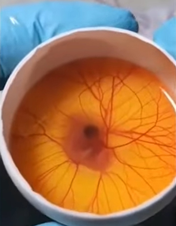 “Quite Horrifying”: Man Successfully Grows A Chicken In An Open Egg And Gets It On Video “Quite Horrifying”: Man Successfully Grows A Chicken In An Open Egg And Gets It On Video