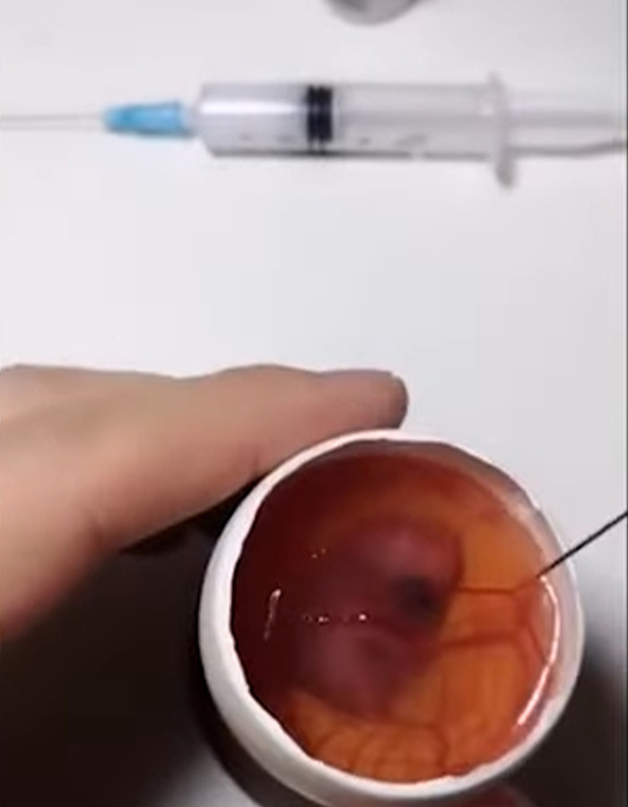 “Quite Horrifying”: Man Successfully Grows A Chicken In An Open Egg And Gets It On Video “Quite Horrifying”: Man Successfully Grows A Chicken In An Open Egg And Gets It On Video