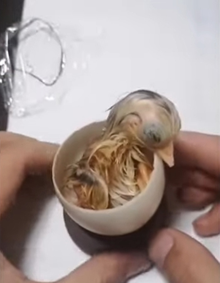 “Quite Horrifying”: Man Successfully Grows A Chicken In An Open Egg And Gets It On Video “Quite Horrifying”: Man Successfully Grows A Chicken In An Open Egg And Gets It On Video