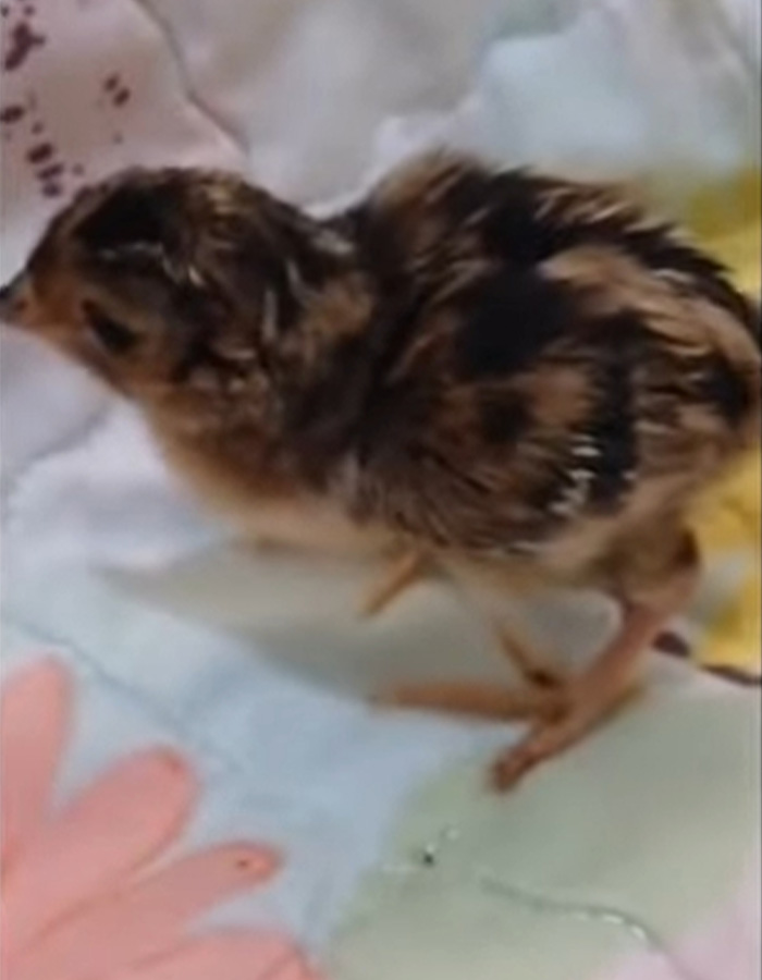 “Quite Horrifying”: Man Successfully Grows A Chicken In An Open Egg And Gets It On Video “Quite Horrifying”: Man Successfully Grows A Chicken In An Open Egg And Gets It On Video