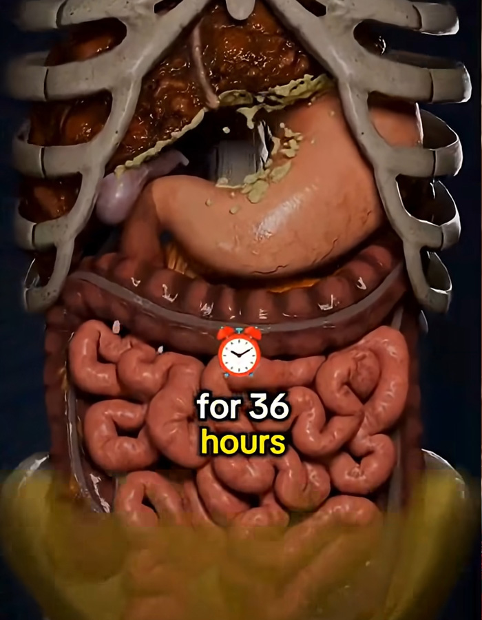Mind-Blowing Simulation Reveals What 36 Hours Of Fasting Really Does To Your Body Mind-Blowing Simulation Reveals What 36 Hours Of Fasting Really Does To Your Body